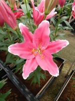 [5362 Veyron DJ No01.JPG]